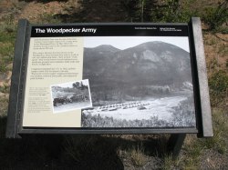 Woodpecker Army